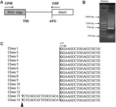 Cloning and Transcriptional Activity Analysis of the Porcine Abcb1 Gene Promoter: Transcription Factor Sp1 Regulates the Expression of Porcine Abcb1